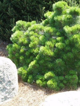Sosna czarna Nana