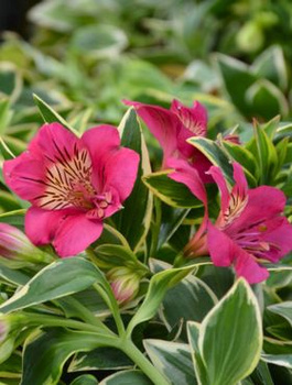 Alstremeria ogrodowa River Valley