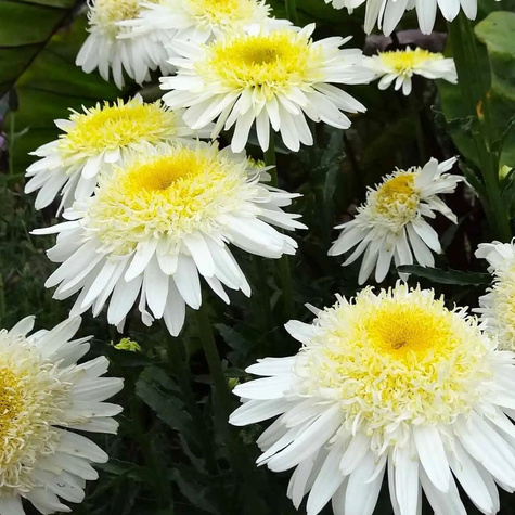 Złocień wspaniały Real Glory (C2)