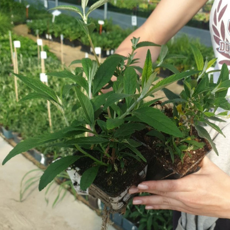 Budleja Dawida Rocketstar Snow (C2)