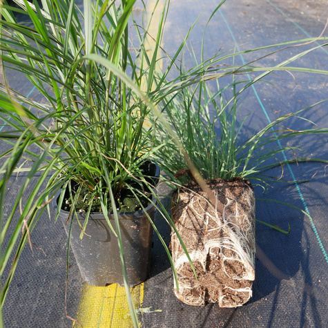 Miskant chiński Ibiza (C2)