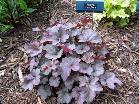 Żurawka ogrodowa Regina (C2)