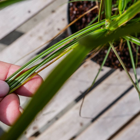 Miskant chiński Flamingo (C2)