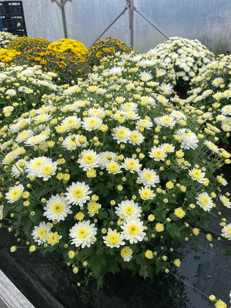 Chryzantema drobnokwiatowa biała DUŻA DONICA