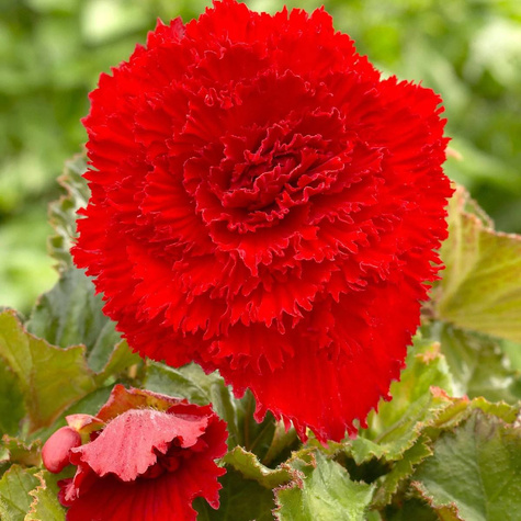 Begonia bulwiasta Fimbriata czerwona strzępiasta