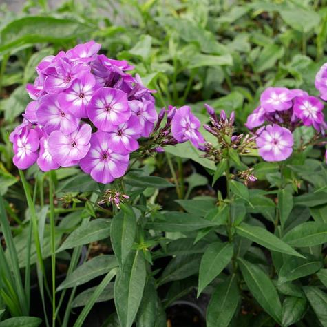 Płomyk wiechowaty Floks Laura (C2)