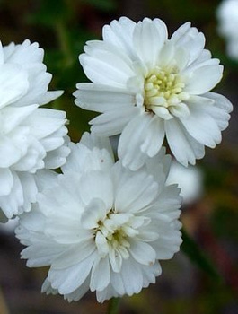 Krwawnik kichawiec 0,3g