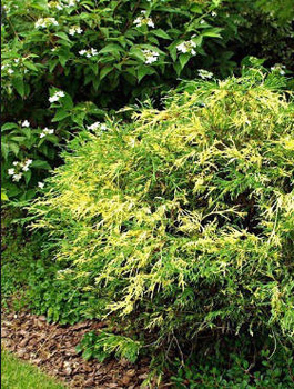 Cyprysik groszkowy Filifera Aureovariegata