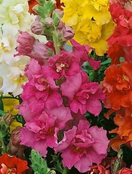 Lwia paszcza niska Wyżlin mix 1g Vilmorin