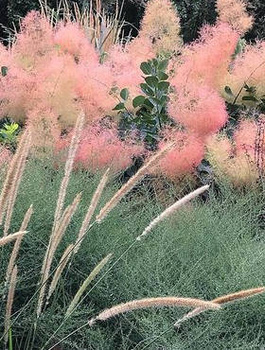 Perukowiec podolski Young Lady Puszysty Krzew (C2)