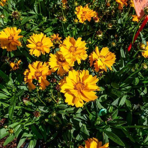 Nachyłek wielkokwiatowy Presto (C2)