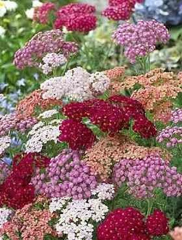 Krwawnik pospolity mieszanka 0,3 g