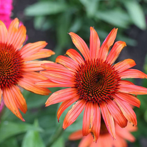 Jeżówka purpurowa Orange Skipper pomarańczowa (C2)