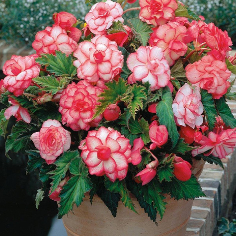 Begonia Marmorata Dwukolorowa