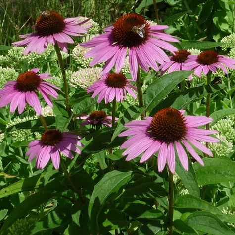 Jeżówka purpurowa niezawodna lecznicza (C2)