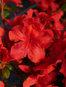 Azalia japońska ciemno-czerwona Krwista (C2)