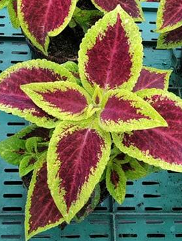 Koleus Coleus Pokrzywka czerwono-zielona