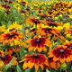 Rudbekia Letnia dwubarwna mix złota z brązem 2g