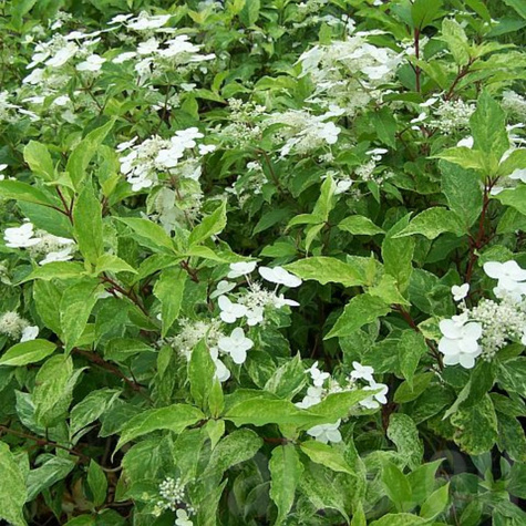 Hortensja bukietowa Shikoku Flash (P9)