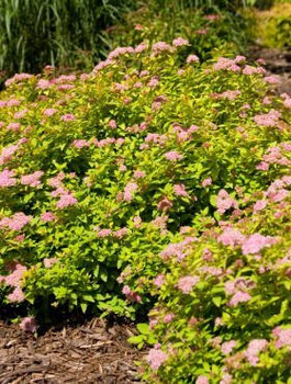 Tawuła japońska Sundrop (C2)