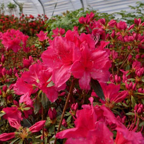 Azalia japońska Allotria