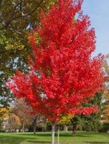 Klon czerwony Acer rubrum