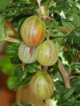 Agrest biały Puszkińskij Plant Pack