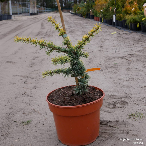 Cedr atlaski ‘Aurea’