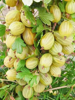 Agrest biały Invicta na pniu Plant Pack