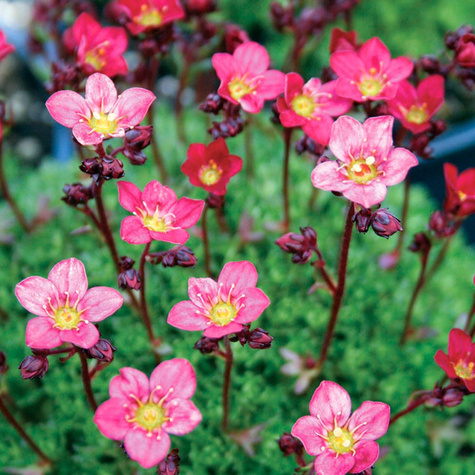 Skalnica Solution Peter Pan (C2)