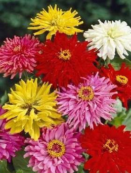 Cynia wytworna chryzantemowa mieszanka Plantico 1g