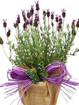 Lawenda francuska Blue Provence 0,3g