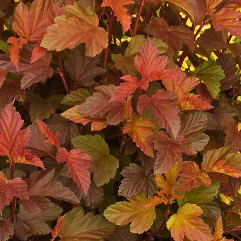 Pęcherznica kalinolistna Zdechovice (C2)