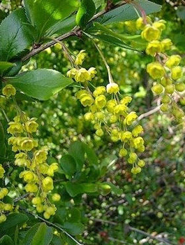 Berberys Indian Summer (C2)