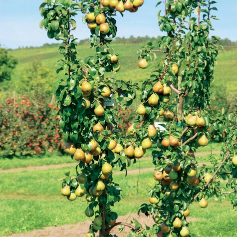 Grusza kolumnowa Saphira w doniczce