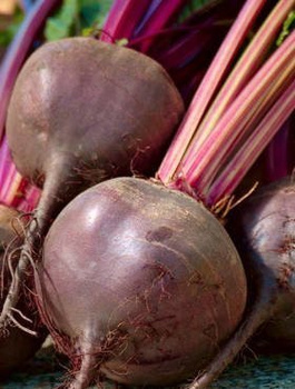 Burak ćwikłowy Nochowski 10g