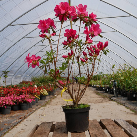 Azalia japońska Allotria