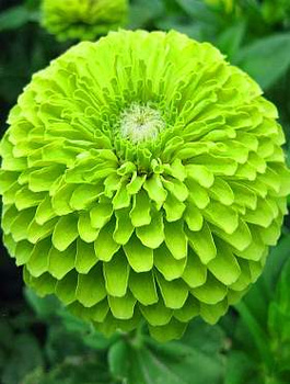 Cynia daliowa Envy 1g