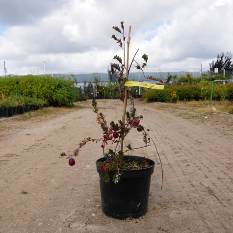 Żurawina wielkoowocowa Pilgrim plenna