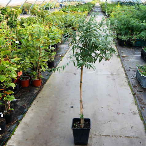 Budleja Dawida Pienna Mix Kolorów (C2)