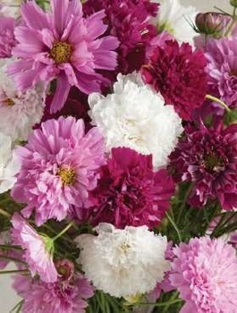 Kosmos pełny Onętek Double Click 0,5g