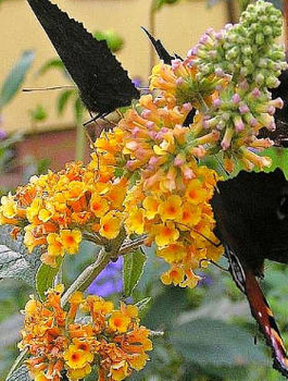 Budleja Weyera Sungold (P9)