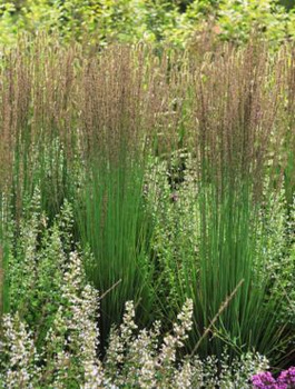 Trzęślica modra Moorhexe (C2)