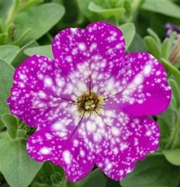 Surfinia Star Tunia Violet w kolorze fioletowym nakrapiana