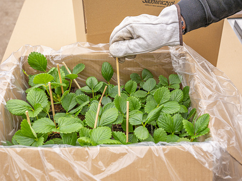 Truskawka balkonowa Summer Breeze Snow w doniczce