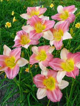 Liliowiec Final Touch (C2)