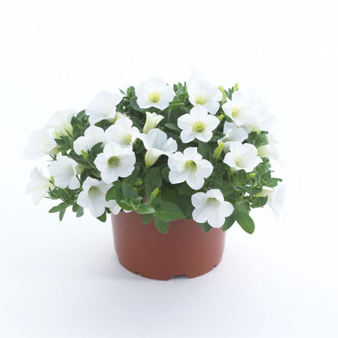 Surfinia Table White biała NOWOŚĆ