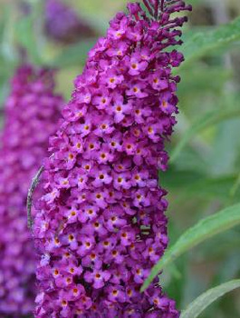 Budleja Dawida Nanho Purple różowo-fioletowa (C2)