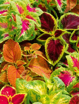 Koleus Rainbow mieszanka 0,2g