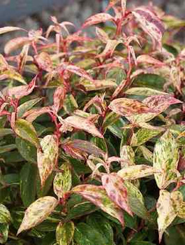 Kiścień Wawrzynowy Makijaż (C2)